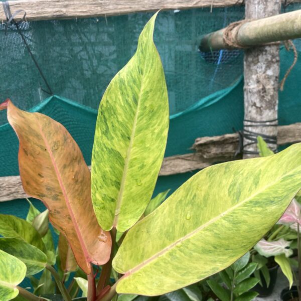 Philodendron Orange Marmalade - Image 5