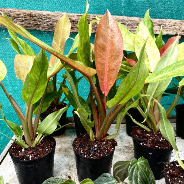 Philodendron Orange Marmalade - Image 4