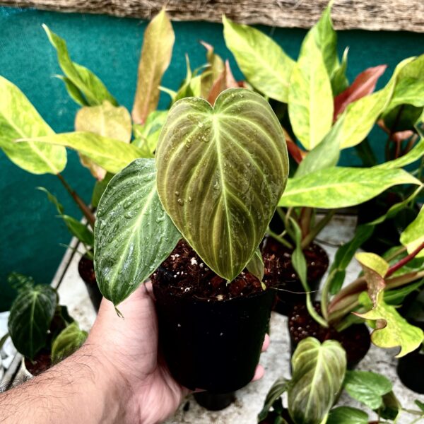 Philodendron Splendid | Melanochrysum X Verrucosum