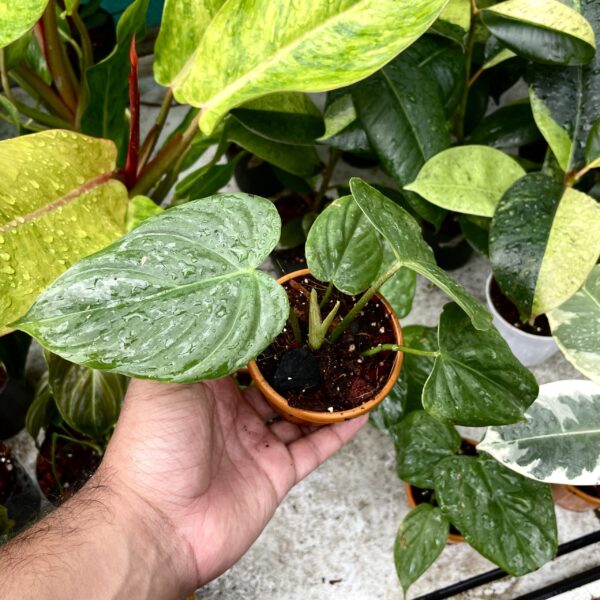 Philodendron Majestic - Image 3