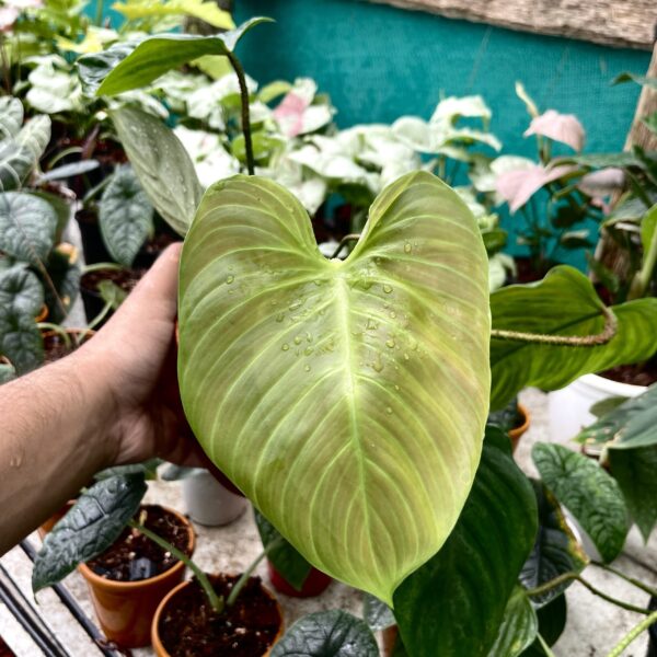 Philodendron Nangaritense