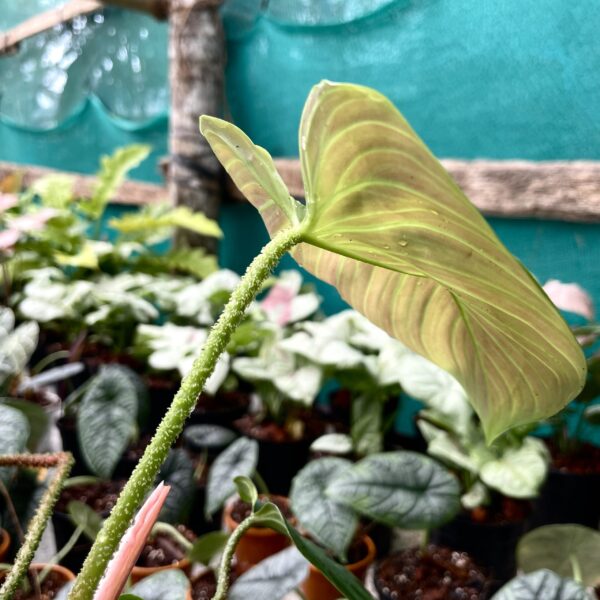 Philodendron Nangaritense - Image 3