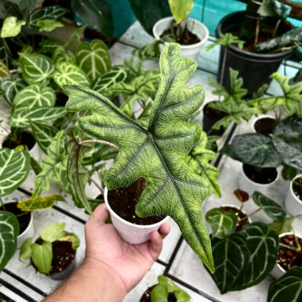 Alocasia Jacklyn - L