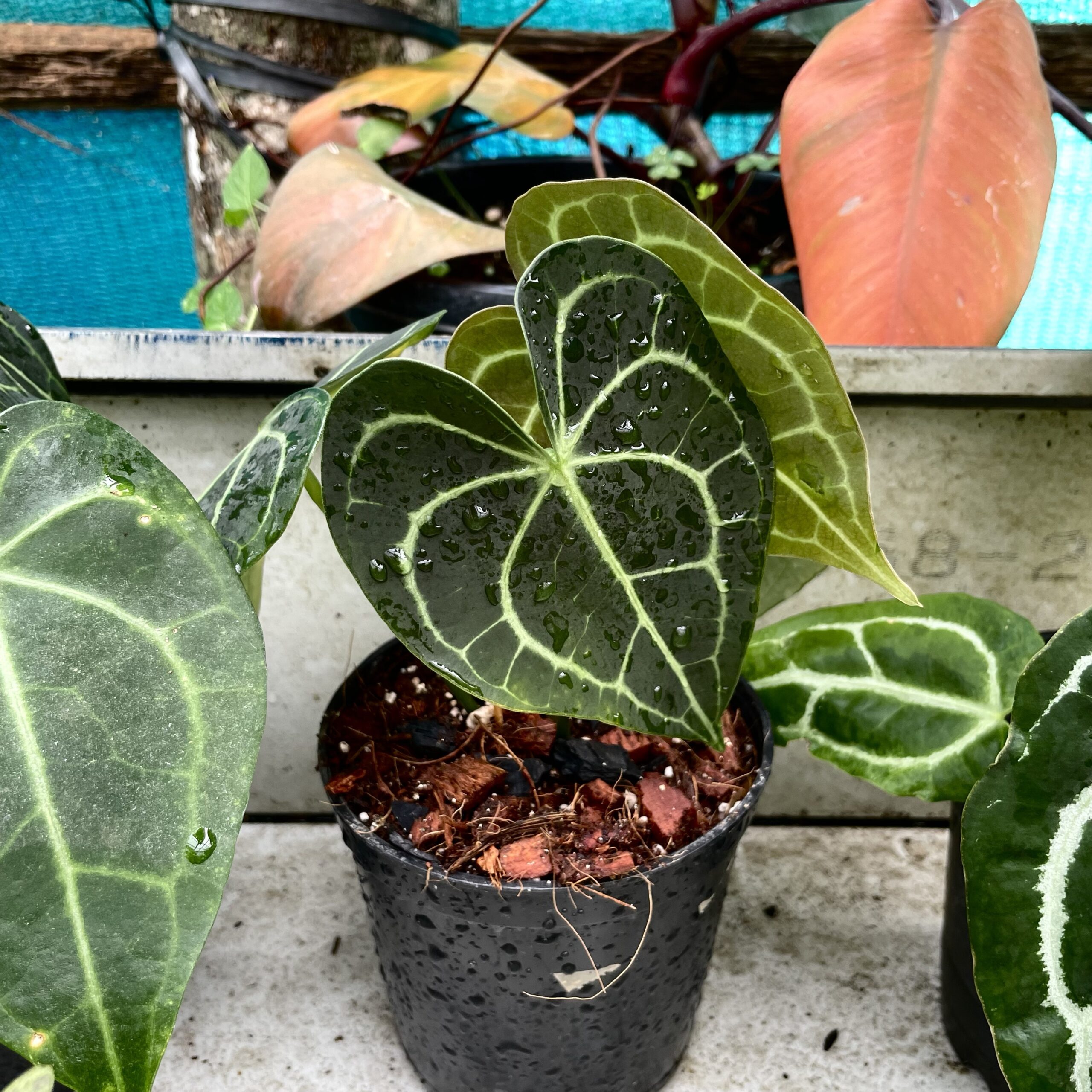 Anthurium Clarinervium - Urban Roots