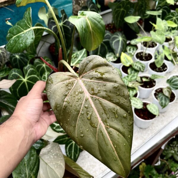 Philodendron Summer Glory - Image 2