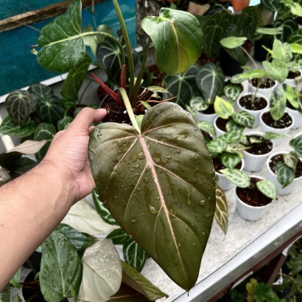 Philodendron Summer Glory