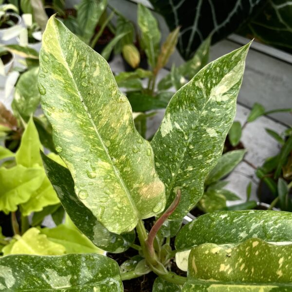 Philodendron Ring Of Fire Variegated - Image 2