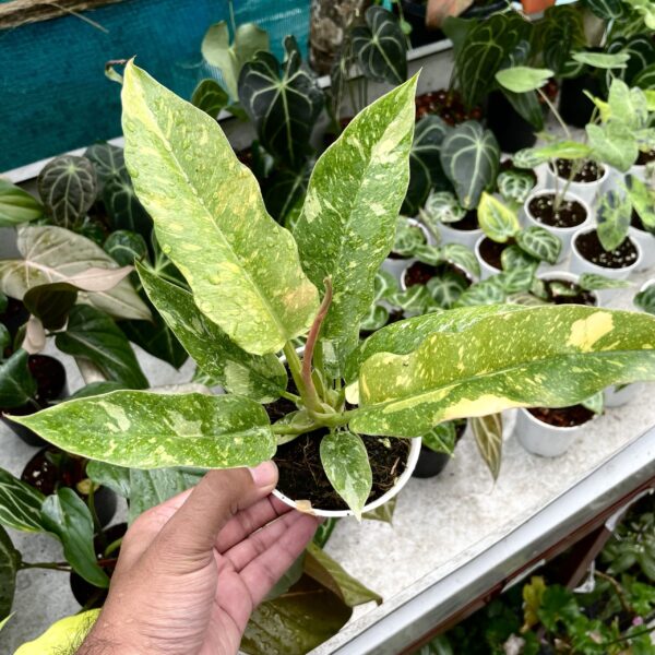 Philodendron Ring Of Fire Variegated - Image 3