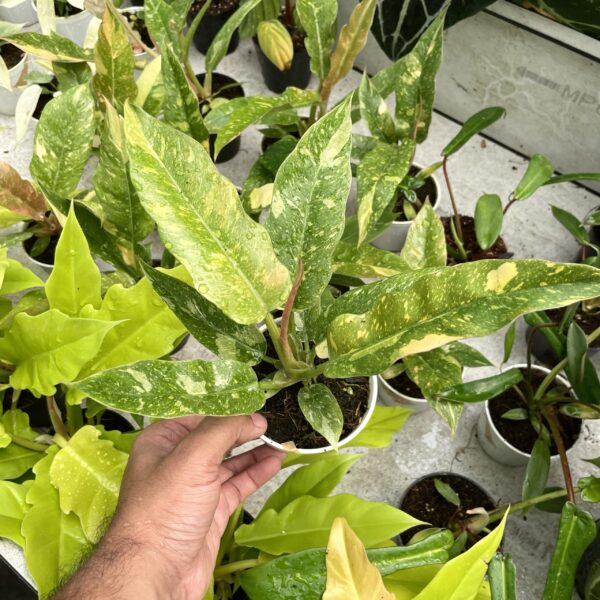 Philodendron Ring Of Fire Variegated