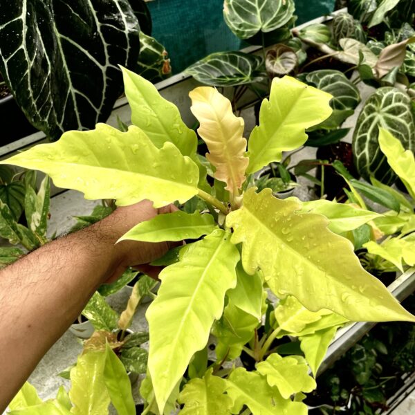 Philodendron Ring Of Fire Aurea