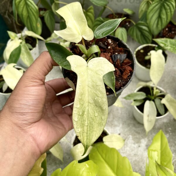 Philodendron Florida White