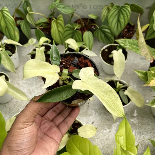 Philodendron Florida White - Image 3