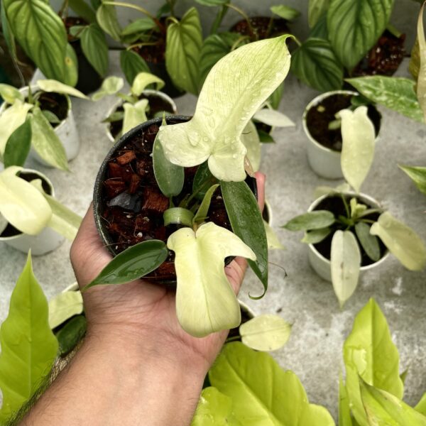 Philodendron Florida White - Image 2