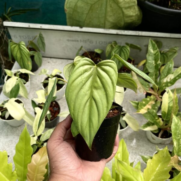 Philodendron SP Columbia - Image 2