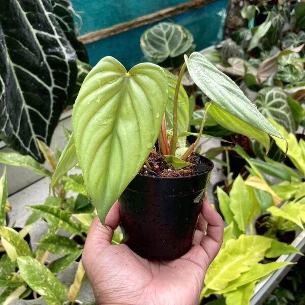 Philodendron SP Columbia