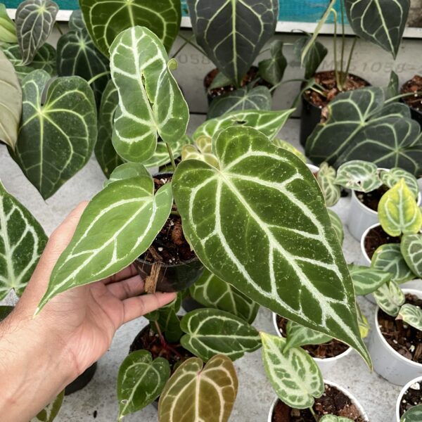 Anthurium Crystallinum Hybrid