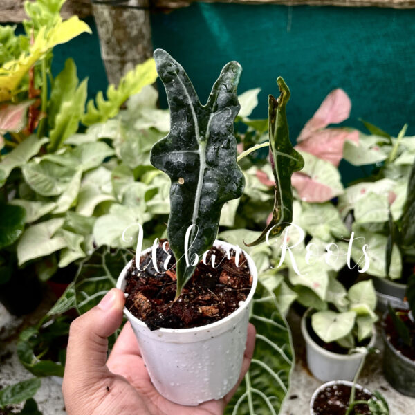 Alocasia Nobilis - Image 2