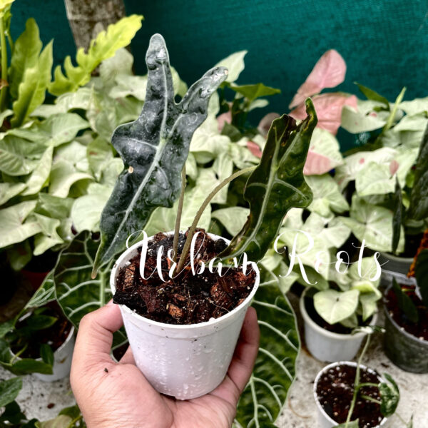 Alocasia Nobilis