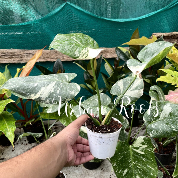 Monstera Thai Constellation - M - Image 2