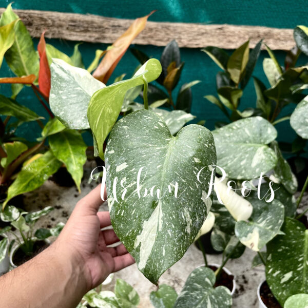 Monstera Thai Constellation - M