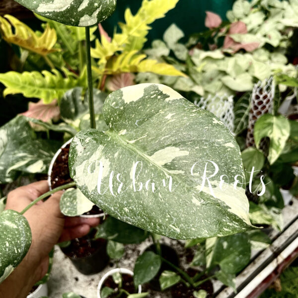 Monstera Thai Constellation - L