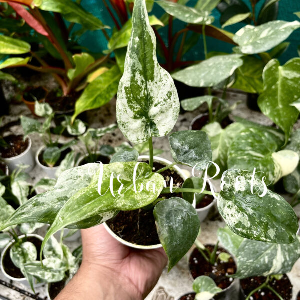 Alocasia Cucullata Mint Variegated - Image 3