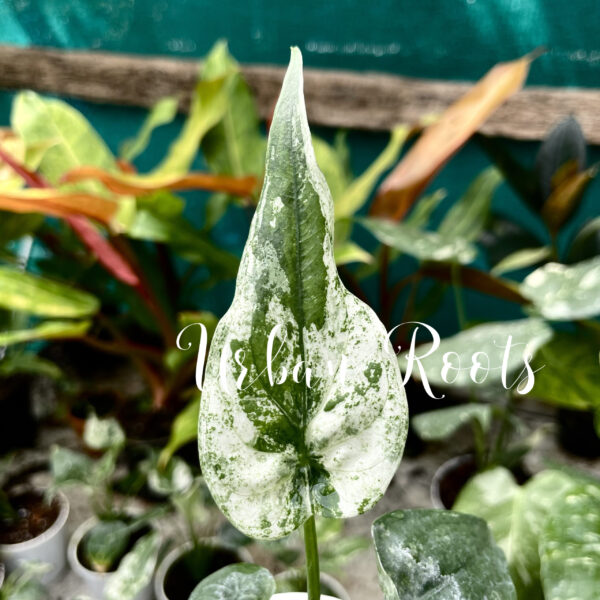 Alocasia Cucullata Mint Variegated - Image 2