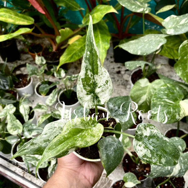 Alocasia Cucullata Mint Variegated