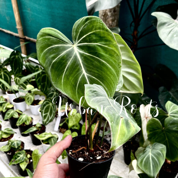 Philodendron Gloriosum Zebra - Image 2