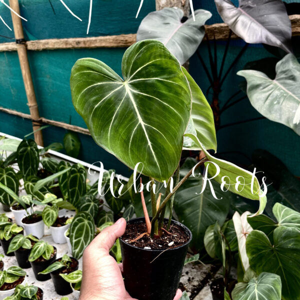 Philodendron Gloriosum Zebra - Image 4