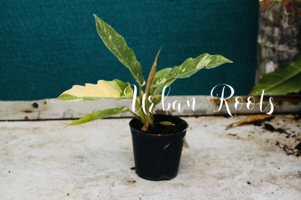 Philodendron Ring of fire variegated