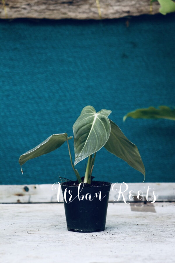 Philodendron Glorious | Melanochrysum X Gloriosum - Image 3