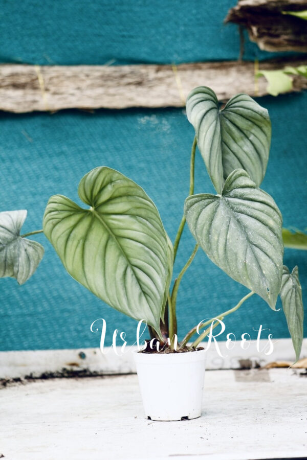 Philodendron SP Columbia - L - Image 3