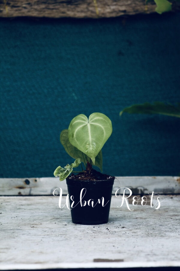 Anthurium Sweet Love - Image 3