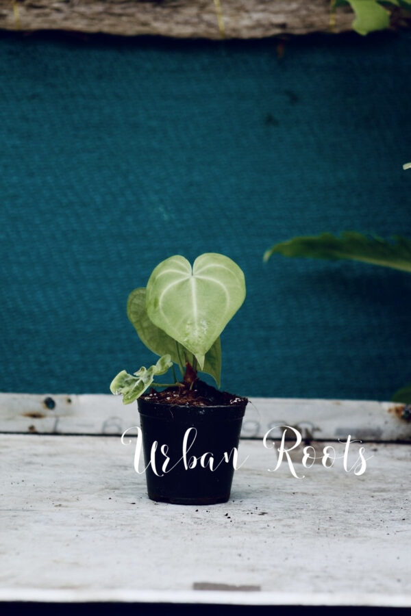 Anthurium Sweet Love - Image 2