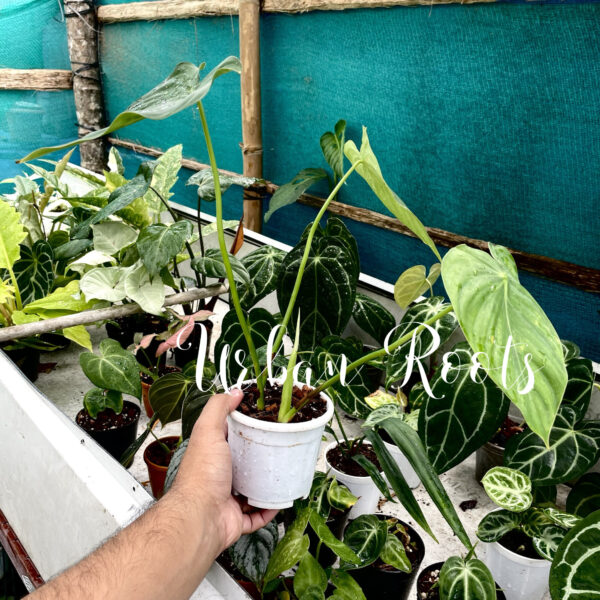 Philodendron Pastazanum - Image 3