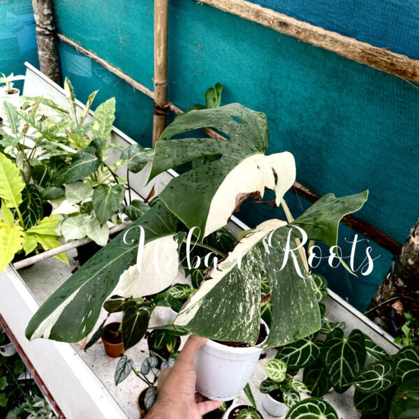 Monstera Albo - P4 - Image 3