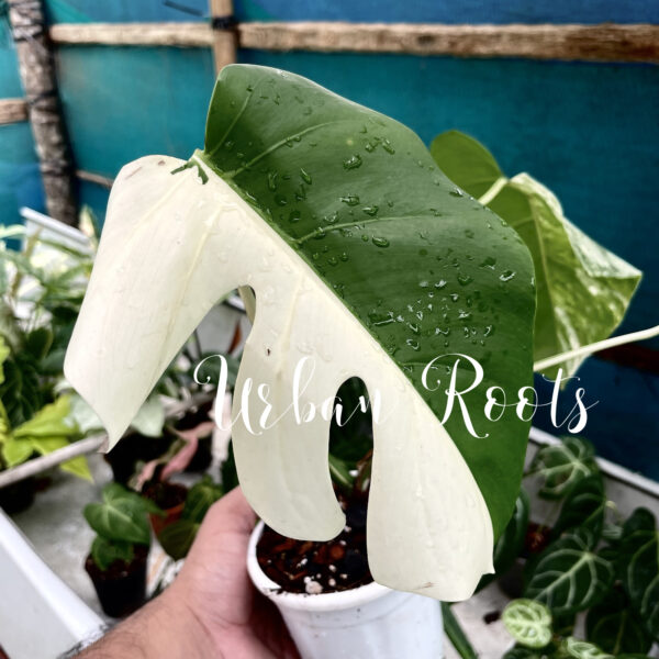 Monstera Albo - P6