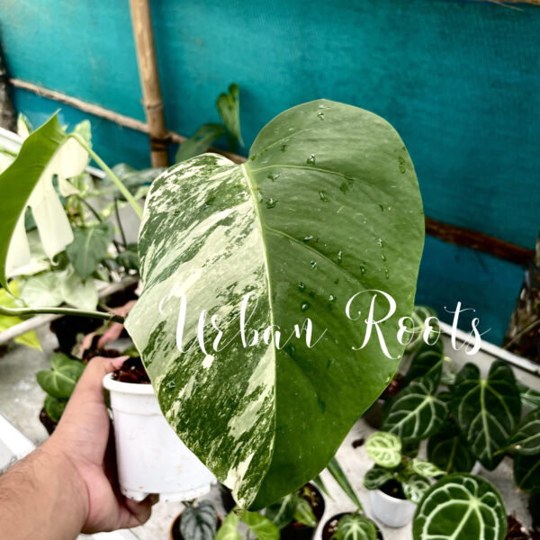 Monstera Albo - P6 - Image 2