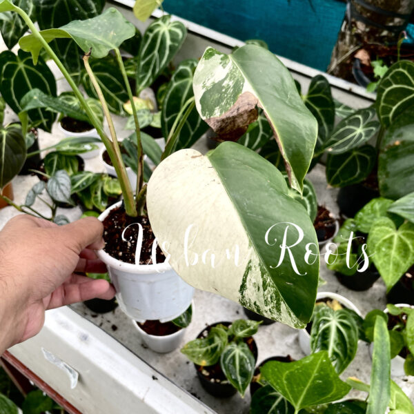 Monstera Albo - P1