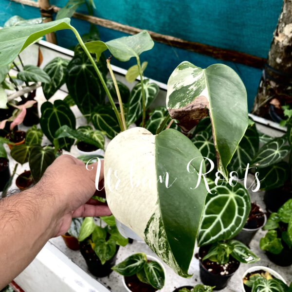 Monstera Albo - P1 - Image 2