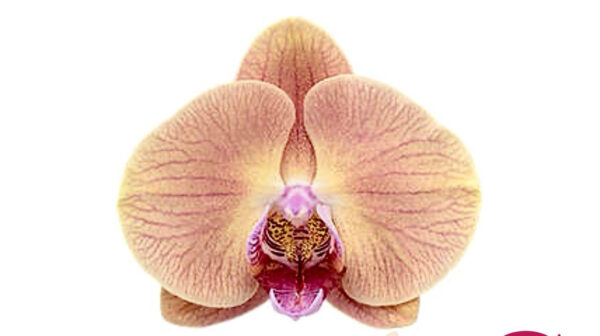 Phalaenopsis 'Midsummer Night' - Near Blooming size - Image 2