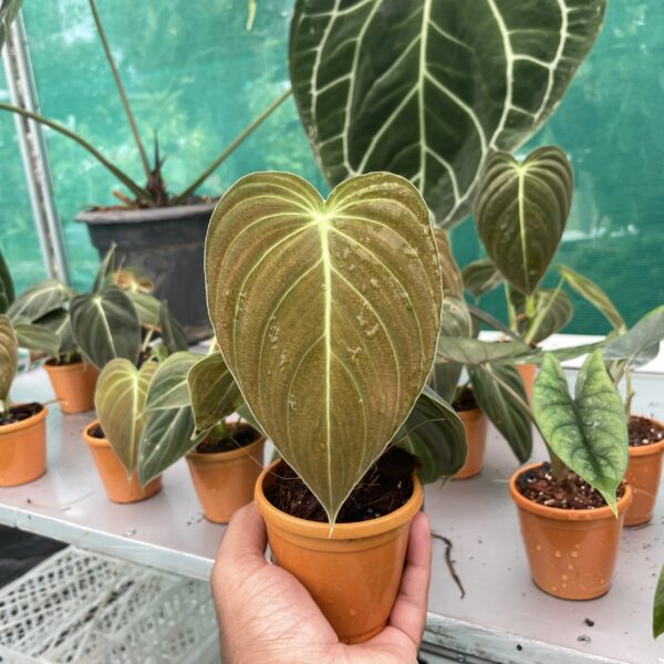 Philodendron Melanochrysum Node Propogated