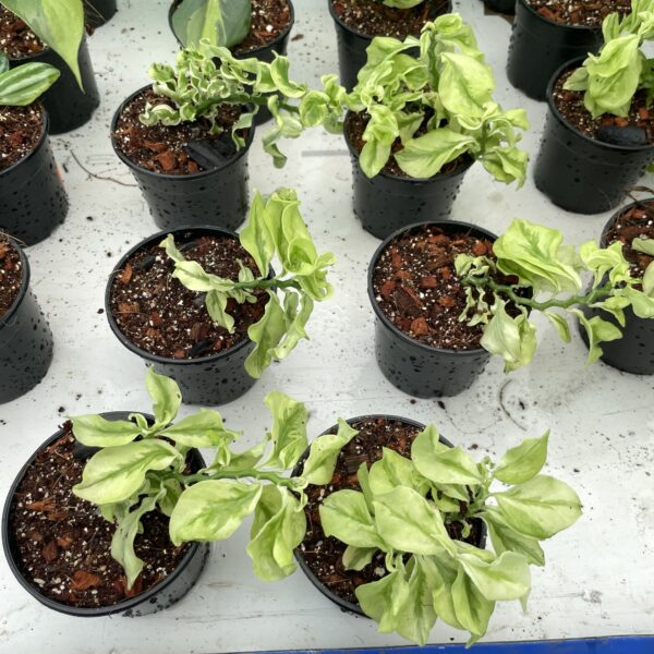 Curly Pedilanthus Pink - Image 2