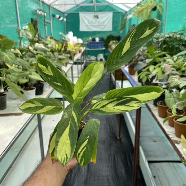 Calathea Golden Mosaic