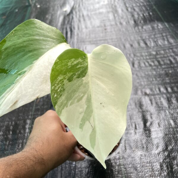 Monstera Albo - A4