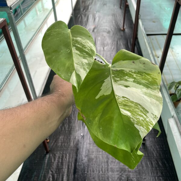 Monstera Albo - A2