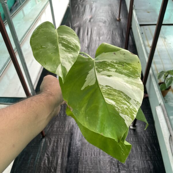 Monstera Albo - A2 - Image 2