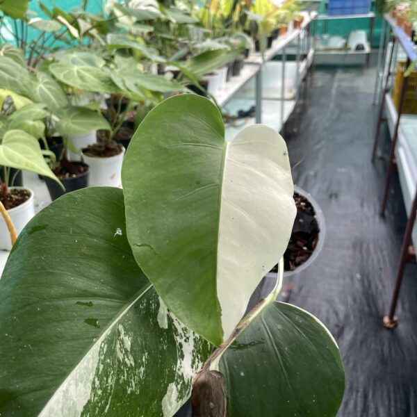 Monstera Albo - A3 - Image 5