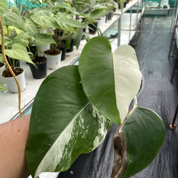 Monstera Albo - A3 - Image 3